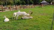IMG-20240925-WA0056